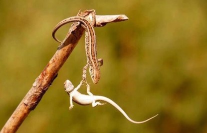 cliff-hanger-resizecrop--